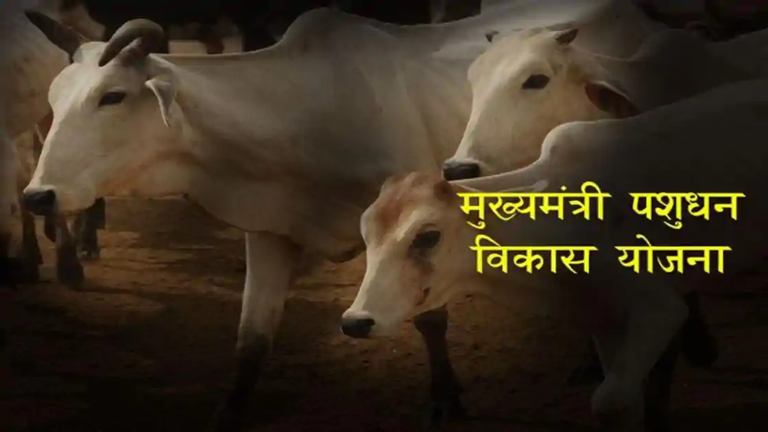 सीएम पशुधन विकास योजना के लाभुक 10 जून तक अंशदान जमा करना अनिवार्य, पशुपालन विभाग की चेतावनी