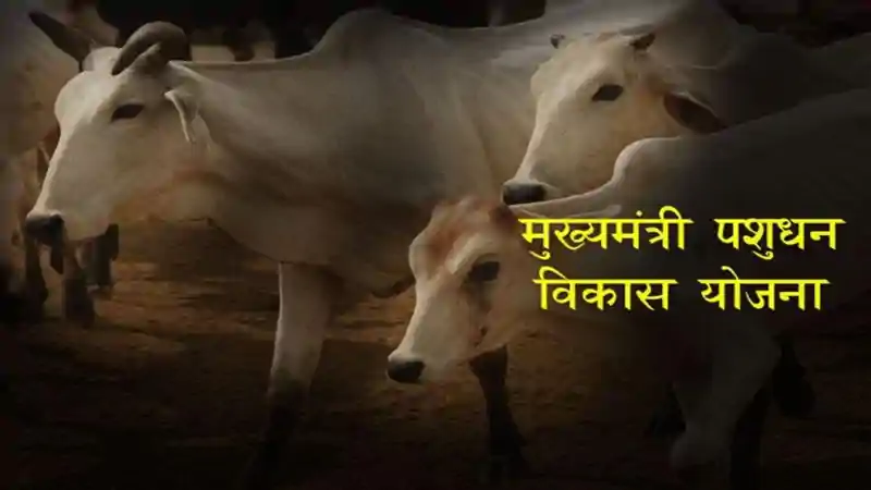 सीएम पशुधन विकास योजना के लाभुक 10 जून तक अंशदान जमा करना अनिवार्य, पशुपालन विभाग की चेतावनी