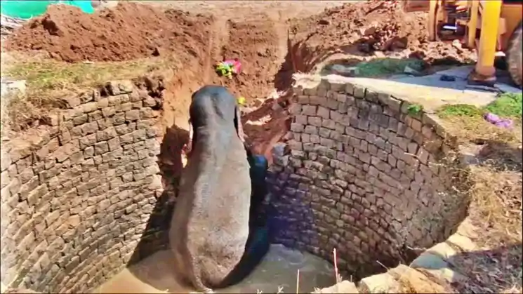 खूंटी : अनिगढ़ा में कुएं में गिरे 'गजराज', वन विभाग की मुस्तैदी से बची जान