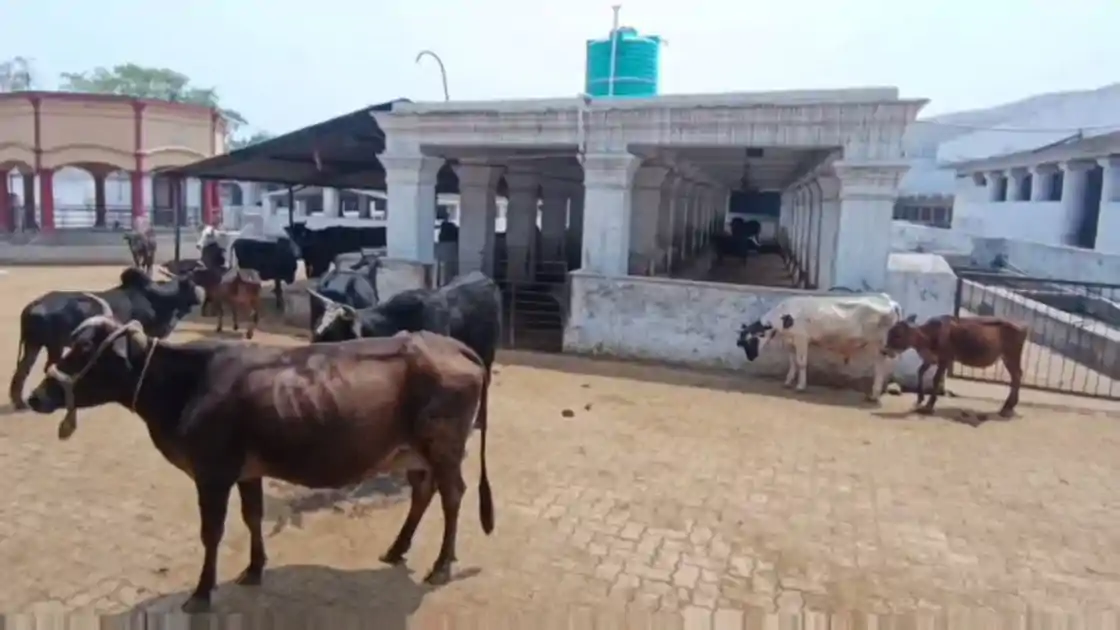 धनबाद : 105 साल पुरानी बस्ताकोला गौशाला पर संकट, BCCL के शिफ्टिंग प्रस्ताव से बढ़ी चिंता