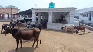 धनबाद : 105 साल पुरानी बस्ताकोला गौशाला पर संकट, BCCL के शिफ्टिंग प्रस्ताव से बढ़ी चिंता