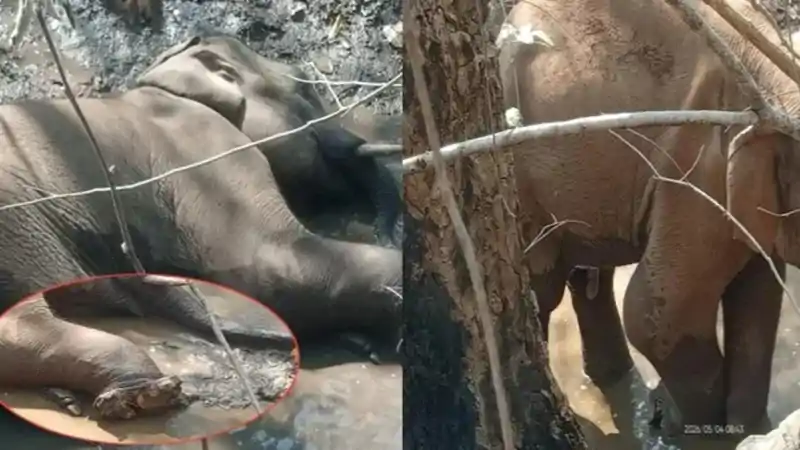 चाईबासा : सारंडा के जंगल में IED विस्फोट की चपेट में आये "गजराज', हालत नाजुक चाईबासा : सारंडा के जंगल में IED विस्फोट की चपेट में आये "गजराज', हालत नाजुक
