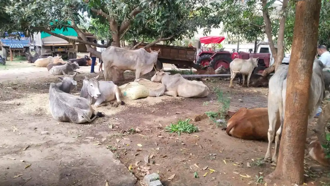 लोहरदगा में पशु तस्करी पर पुलिस की कार्रवाई, 28 मवेशी बरामद