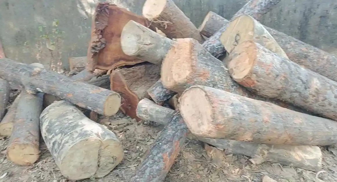 सिमडेगा में वन विभाग की बड़ी कार्रवाई, रिपो टोली से 35 बोटा कीमती लकड़ी जब्त