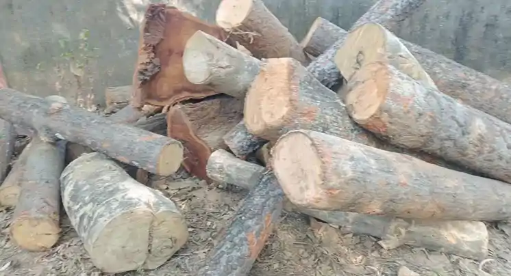 सिमडेगा में वन विभाग की बड़ी कार्रवाई, रिपो टोली से 35 बोटा कीमती लकड़ी जब्त