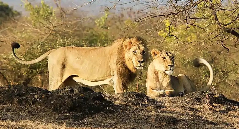 गिर : एशियाई शेरों की संख्या में रिकॉर्ड बढ़ोतरी, 5 साल में 674 से बढ़कर 891 हुई आबादी गिर : एशियाई शेरों की संख्या में रिकॉर्ड बढ़ोतरी, 5 साल में 674 से बढ़कर 891 हुई आबादी
