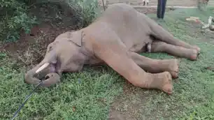 चांडिल वन क्षेत्र में हाथी के शावक की रहस्यमय परिस्थिति में मौ*त, जांच में जुटा वन विभाग