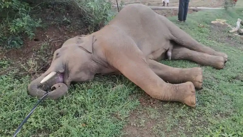 चांडिल वन क्षेत्र में हाथी के शावक की रहस्यमय परिस्थिति में मौ*त, जांच में जुटा वन विभाग चांडिल वन क्षेत्र में हाथी के शावक की रहस्यमय परिस्थिति में मौ*त, जांच में जुटा वन विभाग