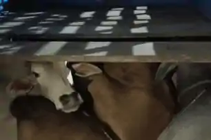 मानगो पुलिस ने गौवंश तस्कर गिरोह को दबोचा, फर्जी नंबर वाली कार समेत चालक गिरफ्तार 