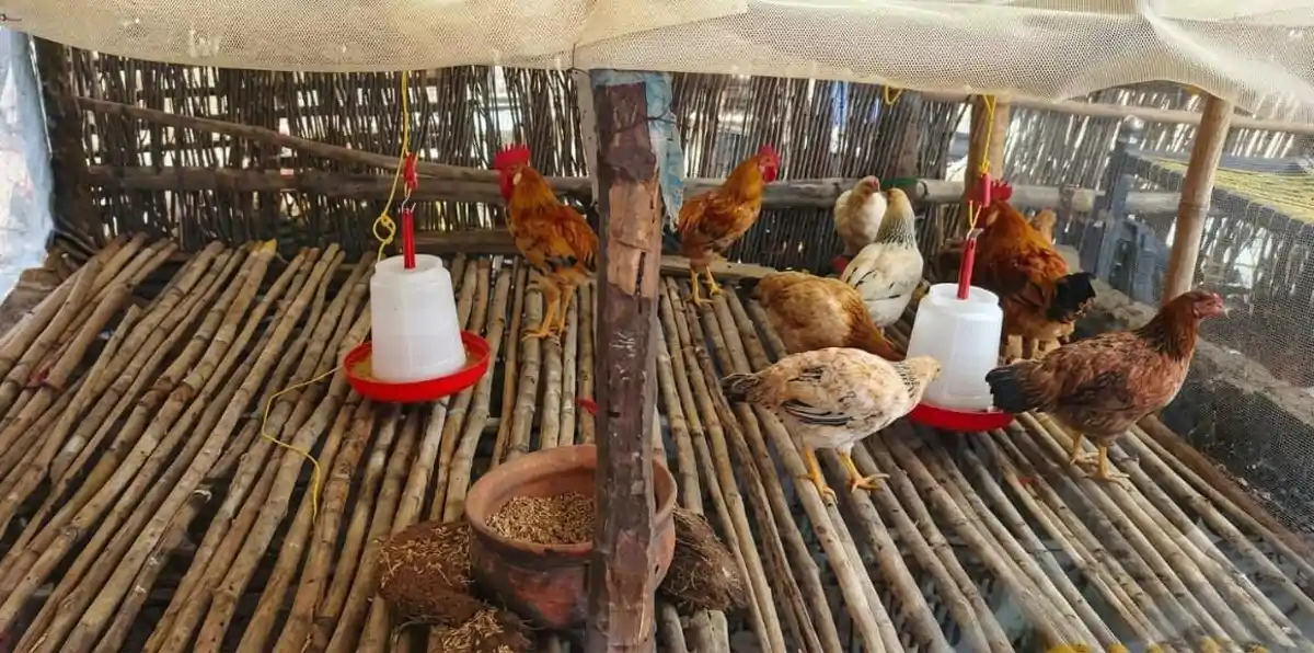 दिव्यांग परिवार की बदली तस्वीर: जेएसएलपीएस ने बैकयार्ड पोल्ट्री से जोड़ा, आत्मनिर्भरता की ओर बढ़े कदम