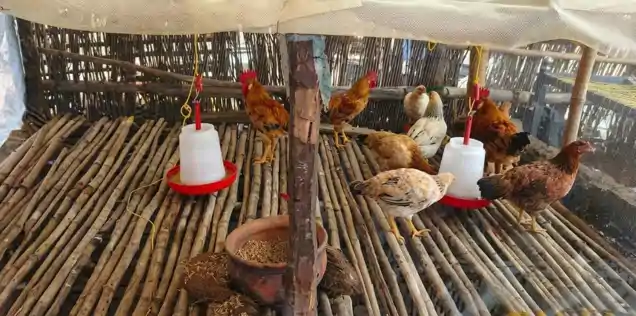 दिव्यांग परिवार की बदली तस्वीर: जेएसएलपीएस ने बैकयार्ड पोल्ट्री से जोड़ा, आत्मनिर्भरता की ओर बढ़े कदम-