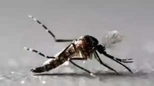 मच्छरों का प्रकोप बढ़ा... एंटी लार्वा छिड़काव के लिए बनीं विशेष टीमें