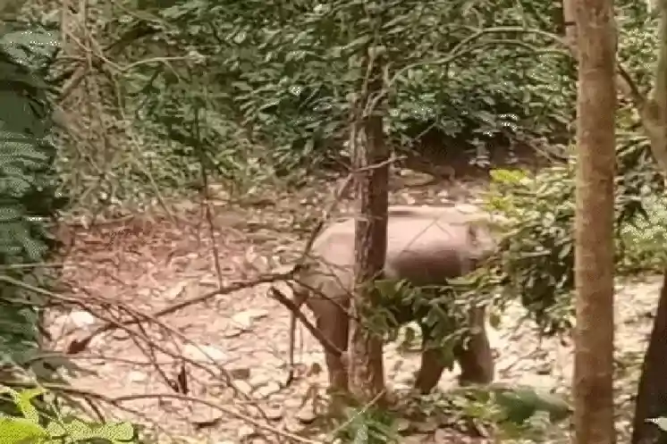 सारंडा जंगल में IED विस्फोट के चपेट में आयी हथिनी, तीन महीनों में तीसरी घटना 