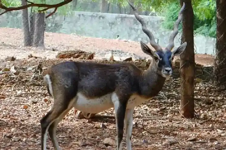 टाटा स्टील जूलॉजिकल पार्क में कृष्ण मृगों पर घातक रोग का कहर, छह दिनों में 10 की मौ*त