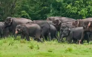खूंटी : रनिया में जंगली हाथियों का कहर, झामुमो नेता की पत्नी की कुचलकर मौ*त 