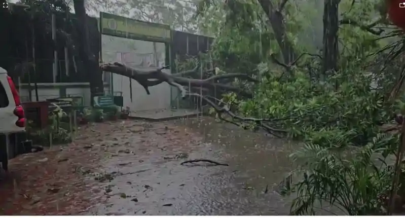 तेजस्वी यादव बाल-बाल बचे, CM आवास और RJD दफ्तर के बाहर पेड़ गिरने से मचा हड़कंप तेजस्वी यादव बाल-बाल बचे, CM आवास और RJD दफ्तर के बाहर पेड़ गिरने से मचा हड़कंप