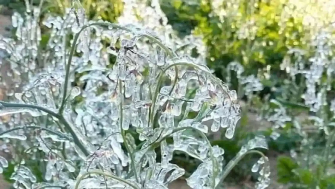 झारखंड में शीतलहर का कहर, शून्य से नीचे गिरा पारा; बर्फीली वादी में तब्दील हुआ मैक्लुस्कीगंज 