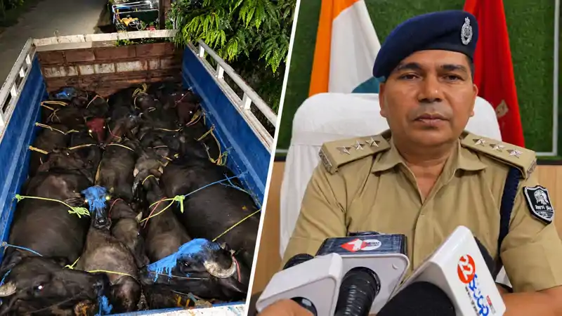 पशु तस्करी के खिलाफ बड़ी कार्रवाई, पिकअप से 21 पशु बरामद, पुलिस को देखते ही भागे तस्कर, पीछा कर दो गिरफ्तार