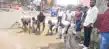 बैरिया चौक की अजीब स्थिति, विरोध में लोगों ने की धान की रोपनी-Bairia Chowk's peculiar situation: people planted paddy as a form of protest