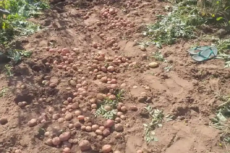 रामगढ़ के कांकेबार गांव में हाथियों का तांडव, रातों-रात फसलें बर्बाद