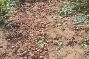 रामगढ़ के कांकेबार गांव में हाथियों का तांडव, रातों-रात फसलें बर्बाद