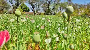 खूंटी : अफीम की खेती पर प्रशासन सख्त; पहले जन जागरूकता, फिर होगी एफआईआर और गिरफ्तारी
