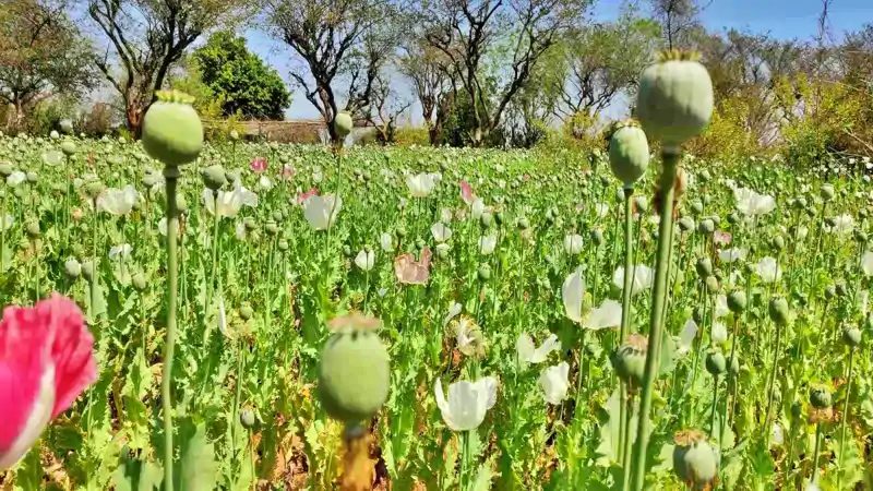 खूंटी : अफीम की खेती पर प्रशासन सख्त; पहले जन जागरूकता, फिर होगी एफआईआर और गिरफ्तारी खूंटी : अफीम की खेती पर प्रशासन सख्त; पहले जन जागरूकता, फिर होगी एफआईआर और गिरफ्तारी