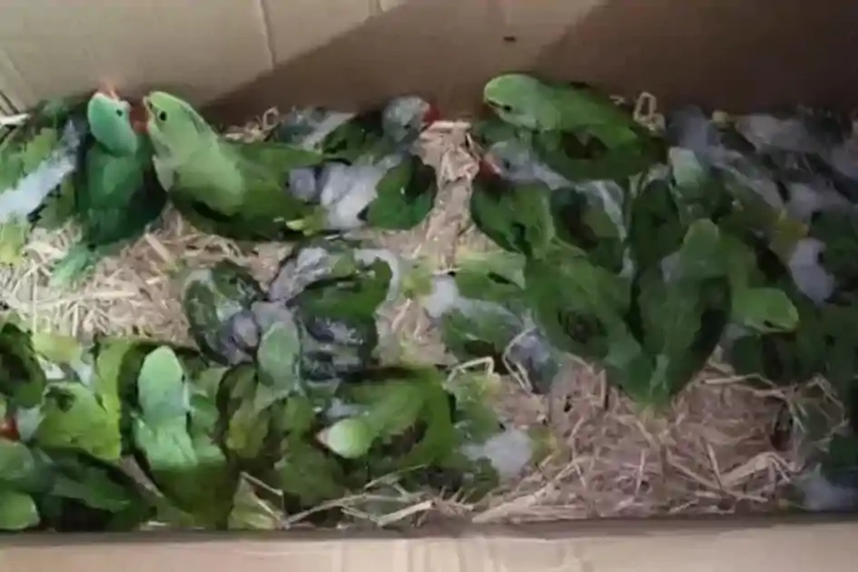 जमशेदपुर : वन विभाग की बड़ी कार्रवाई, साकची में तोता तस्करी का नेटवर्क बेनकाब