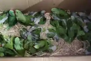 जमशेदपुर : वन विभाग की बड़ी कार्रवाई, साकची में तोता तस्करी का नेटवर्क बेनकाब