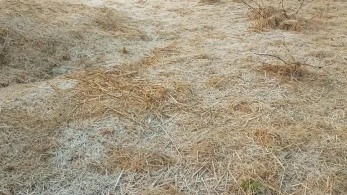 झारखंड में शीतलहर का प्रकोप जारी, मैक्लुस्कीगंज का पारा -1 डिग्री