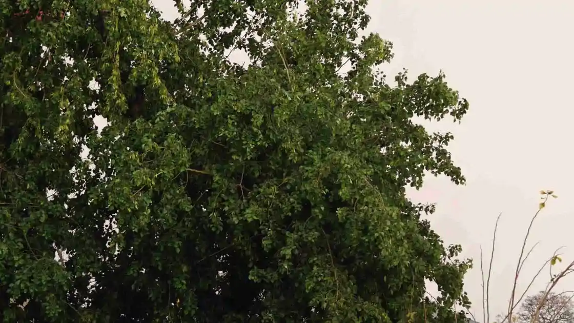 झारखंड में गर्मी का प्रकोप, 40 डिग्री के करीब पहुंचा तापमान; मौसम विभाग ने जारी की चेतावनी