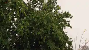 झारखंड में गर्मी का प्रकोप, 40 डिग्री के करीब पहुंचा तापमान; मौसम विभाग ने जारी की चेतावनी