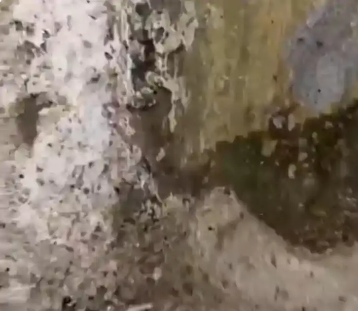 PMCH का वीडियो शेयर कर पप्पू यादव ने लिखा-पुलिस ने मुझे इसी नर्क में रखा था, बेशर्म व्यवस्था डूब मरो 