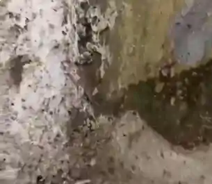 PMCH का वीडियो शेयर कर पप्पू यादव ने लिखा-पुलिस ने मुझे इसी नर्क में रखा था, बेशर्म व्यवस्था डूब मरो 