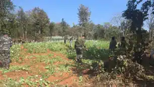 चौपारण : लालकिमाटी जंगल में पुलिस और वन विभाग की बड़ी कार्रवाई, 10 एकड़ अफीम की खेती नष्ट