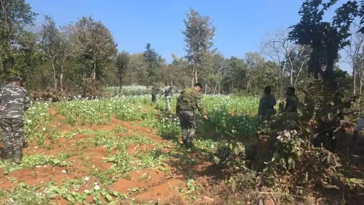 चौपारण : लालकिमाटी जंगल में पुलिस और वन विभाग की बड़ी कार्रवाई, 10 एकड़ अफीम की खेती नष्ट