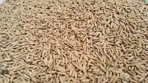 झारखंड में MSP पर धान अधिप्राप्ति शुरू, किसानों ने समय से खरीद की उठाई मांग