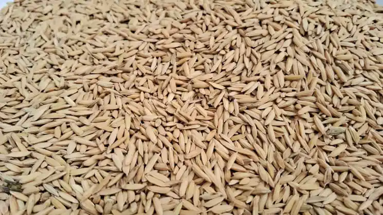 झारखंड में MSP पर धान अधिप्राप्ति शुरू, किसानों ने समय से खरीद की उठाई मांग