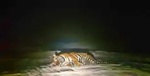 गया के छकरबंधा जंगल में दिखा बाघ, एक्सप्रेसवे साइट पर हड़कंप