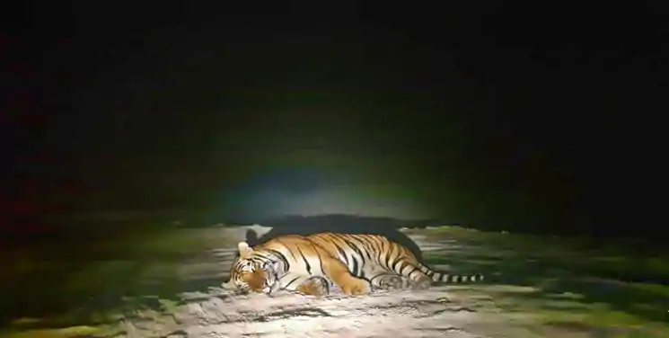गया के छकरबंधा जंगल में दिखा बाघ, एक्सप्रेसवे साइट पर हड़कंप