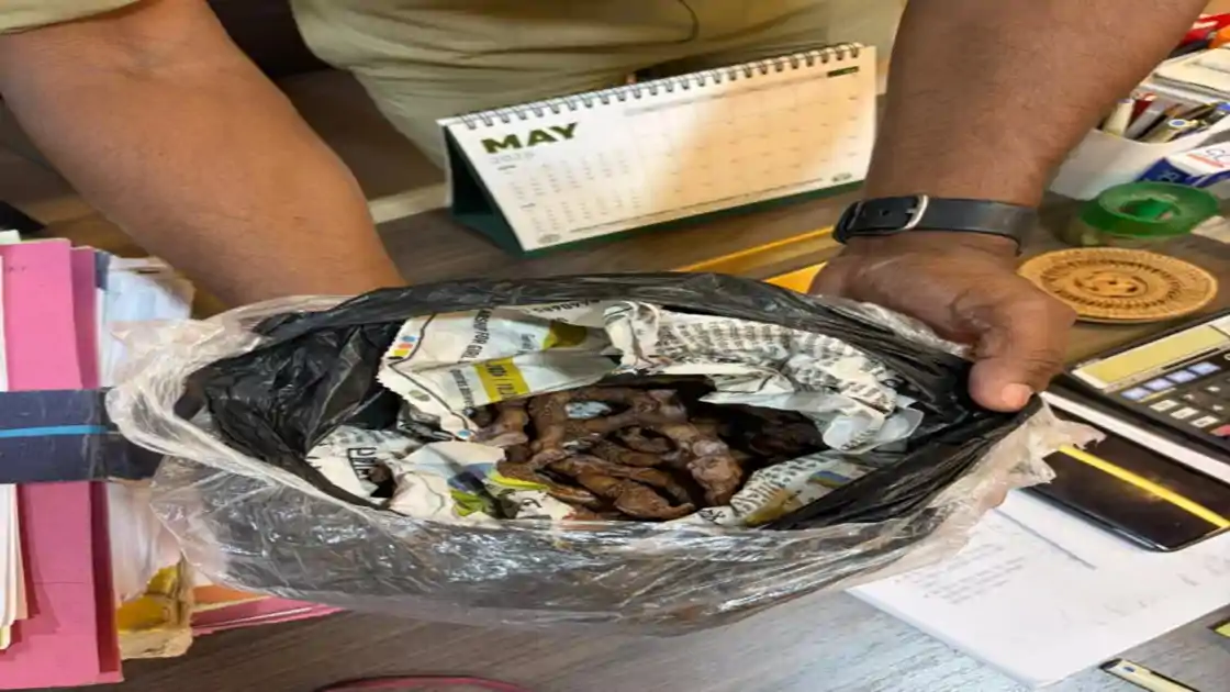 राजधानी में वन्यजीव तस्करी नेटवर्क का भंडाफोड़, भाजपा नेता समेत तीन गिरफ्तार 