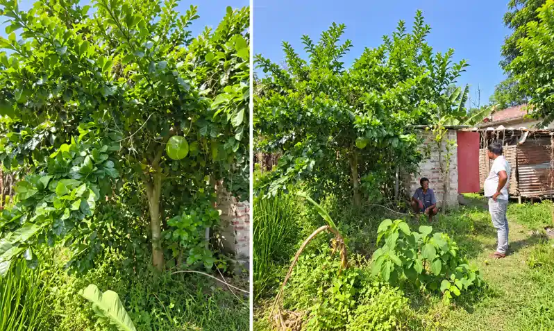 पांच साल पहले लगाई गई टहनी बन गयी पेड़, उस पर लगे कद्दू जैसे फल बने आकर्षण का केंद्र
