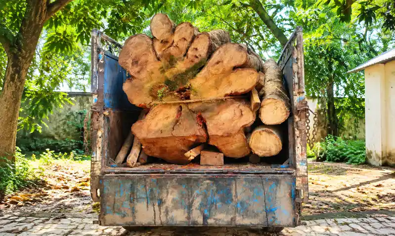 वन विभाग की बड़ी कार्रवाई, 2 घनमीटर अवैध लकड़ी लदा पिकअप जब्त वन विभाग की बड़ी कार्रवाई, 2 घनमीटर अवैध लकड़ी लदा पिकअप जब्त