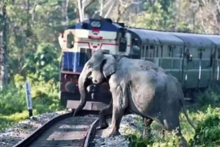 हाथियों की आवाजाही से रेलवे अलर्ट, टाटानगर रूट की कई ट्रेनें दो दिनों के लिये रद्द
