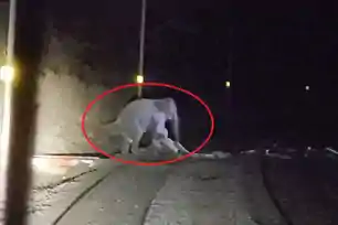 मालगाड़ी की टक्कर से हाथी के बच्चे की मौ*त, झुंड ने रेलवे ट्रैक घेरा; 4.5 घंटे तक ठप रहा रेल परिचालन