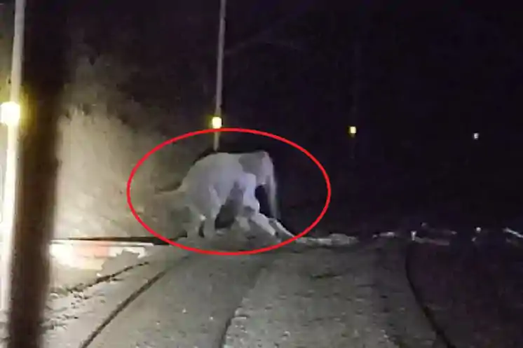 मालगाड़ी की टक्कर से हाथी के बच्चे की मौ*त, झुंड ने रेलवे ट्रैक घेरा; 4.5 घंटे तक ठप रहा रेल परिचालन