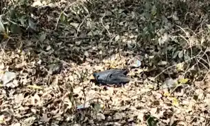 बिहार के इस जिले में रहस्यमयी तरीके से मर रहे कौवे, बर्ड फ्लू की आशंका से मचा हड़कंप