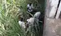 गन्ने की खेत से मासूम का शव बरामद, सीसीटीवी फुटेज मिलने से मचा हड़कंप