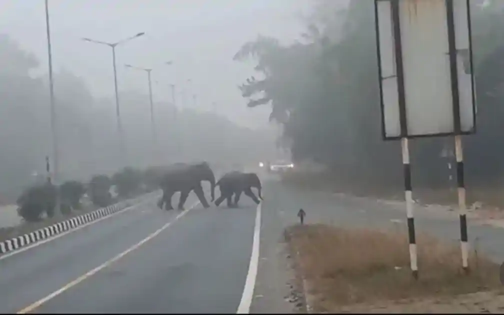 जंगल से हाईवे तक हाथियों का आतंक, वन विभाग की मुस्तैदी से टला बड़ा हादसा