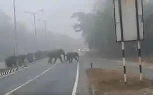 जंगल से हाईवे तक हाथियों का आतंक, वन विभाग की मुस्तैदी से टला बड़ा हादसा